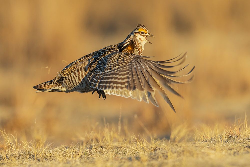 Greater prairie chicken flight display on the lek art print by Ken Archer for $57.95 CAD