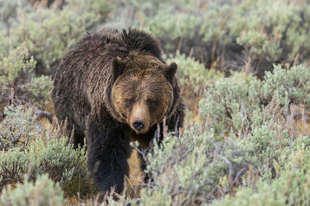 Large grizzly bear boar wandering through the sage brush Country of Wyoming art print by Ken Archer for $57.95 CAD