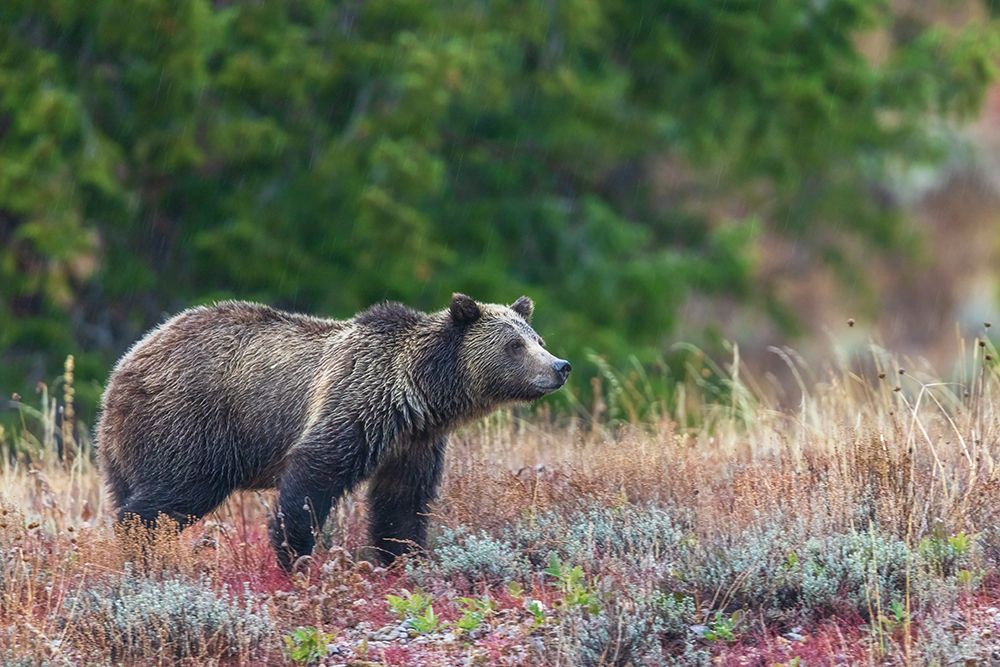 Grizzly bear scans surroundings during an autumn rain shower in Wyoming art print by Ken Archer for $57.95 CAD