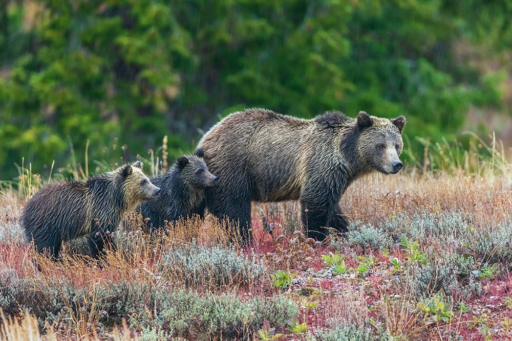 Grizzly bear sow with twin cubs during an autumn rain shower in Wyoming art print by Ken Archer for $57.95 CAD