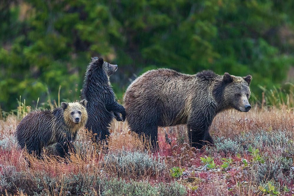 Grizzly bear sow with twin cubs during an autumn rain shower in Wyoming art print by Ken Archer for $57.95 CAD