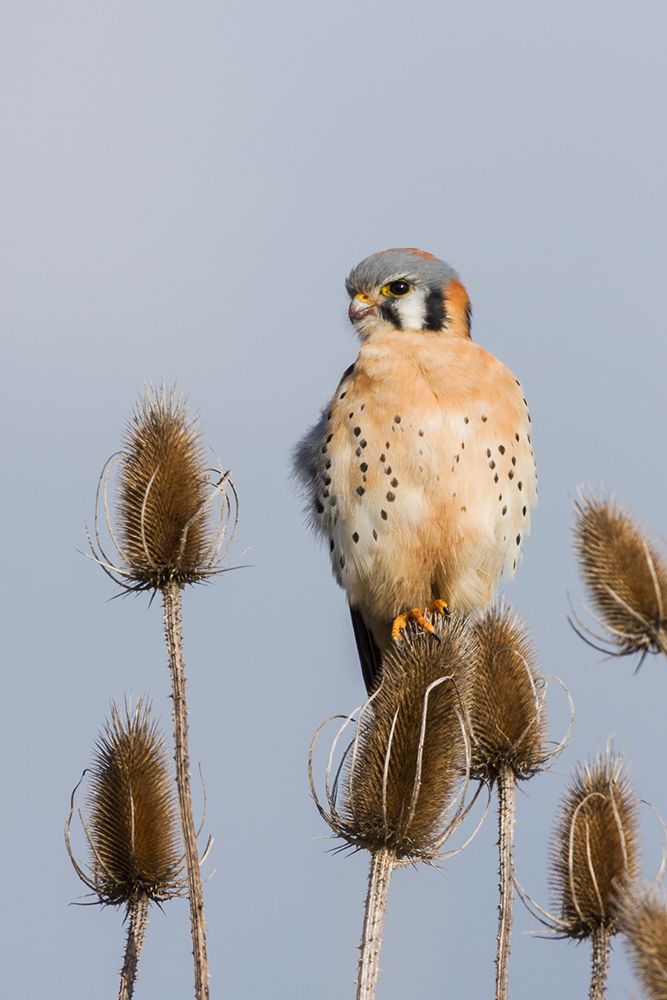 American kestrel scanning the nearby grassland for a potential meal art print by Ken Archer for $57.95 CAD