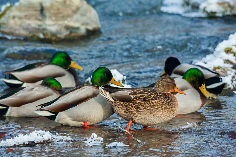 Mallard ducks take refuge on flowing stream away from their frozen wetland in Montana art print by Ken Archer for $57.95 CAD