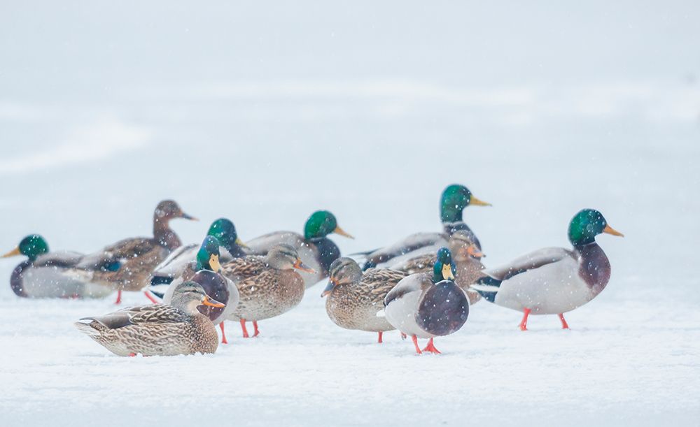 Mallard ducks waiting out winter storm on frozen wetland art print by Ken Archer for $57.95 CAD