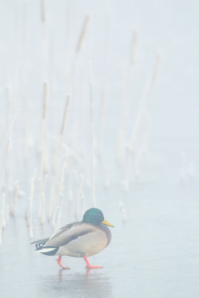 Mallard drake walks across frozen wetland in the morning fog art print by Ken Archer for $57.95 CAD