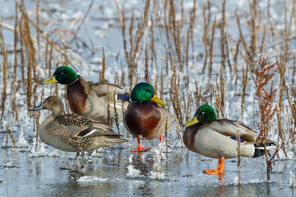 Mallard drakes and Northern pintail hen rest on frozen wetland art print by Ken Archer for $57.95 CAD