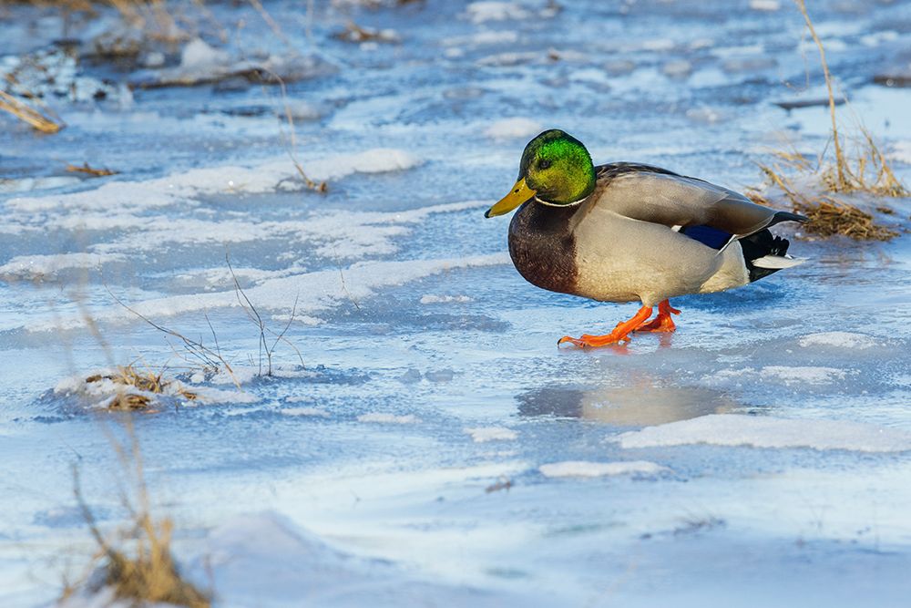 Mallard drake navigating frozen wetland art print by Ken Archer for $57.95 CAD