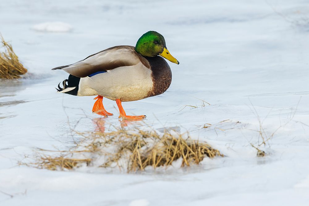 Mallard foraging in the frozen tidal wetlands of Boundary Bay art print by Ken Archer for $57.95 CAD