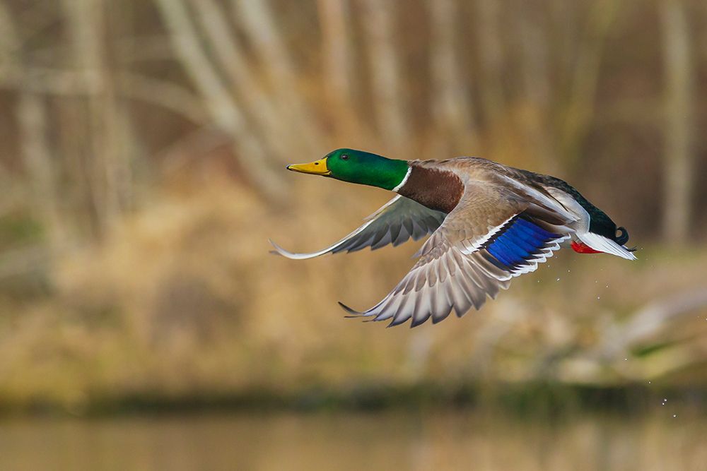 Mallard drake taking flight in late autumn art print by Ken Archer for $57.95 CAD