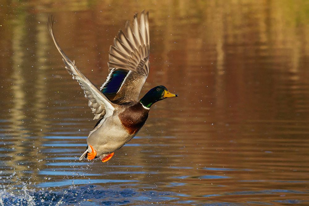 Mallard drake taking flight in late autumn art print by Ken Archer for $57.95 CAD