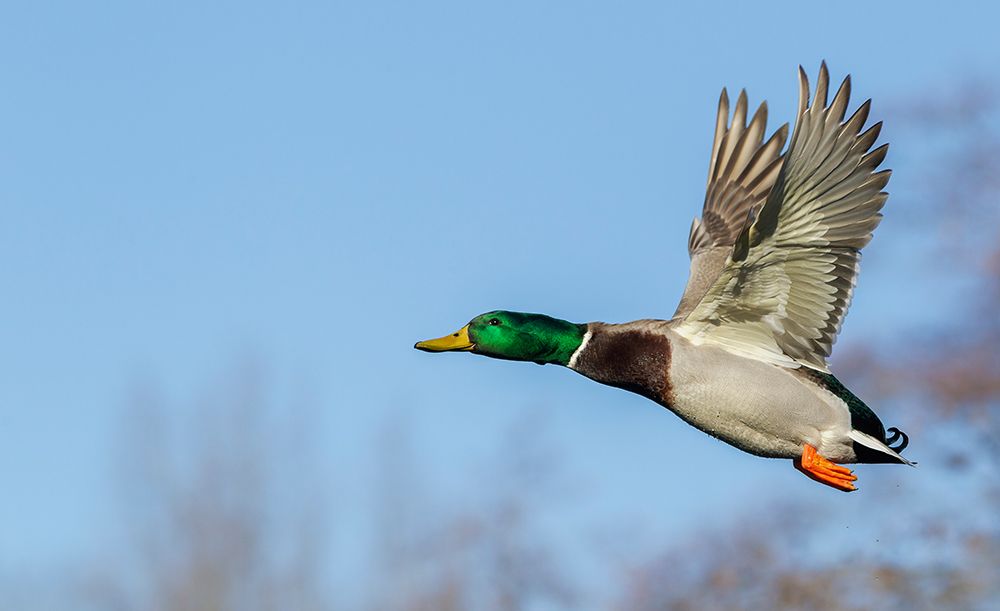 Mallard drake, late autumn flight art print by Ken Archer for $57.95 CAD