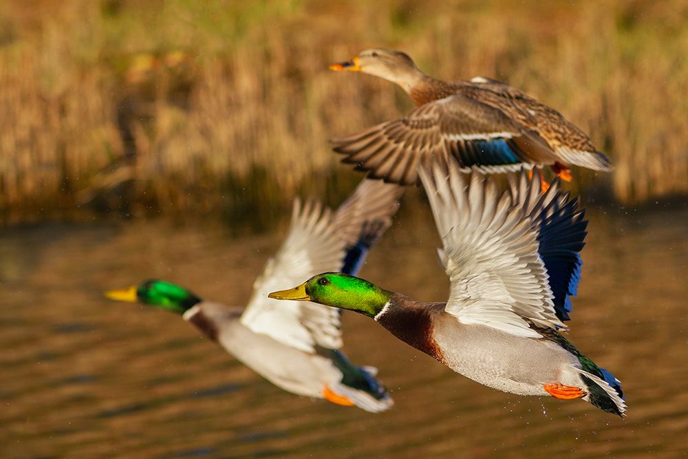 Mallard ducks taking flight in late autumn art print by Ken Archer for $57.95 CAD