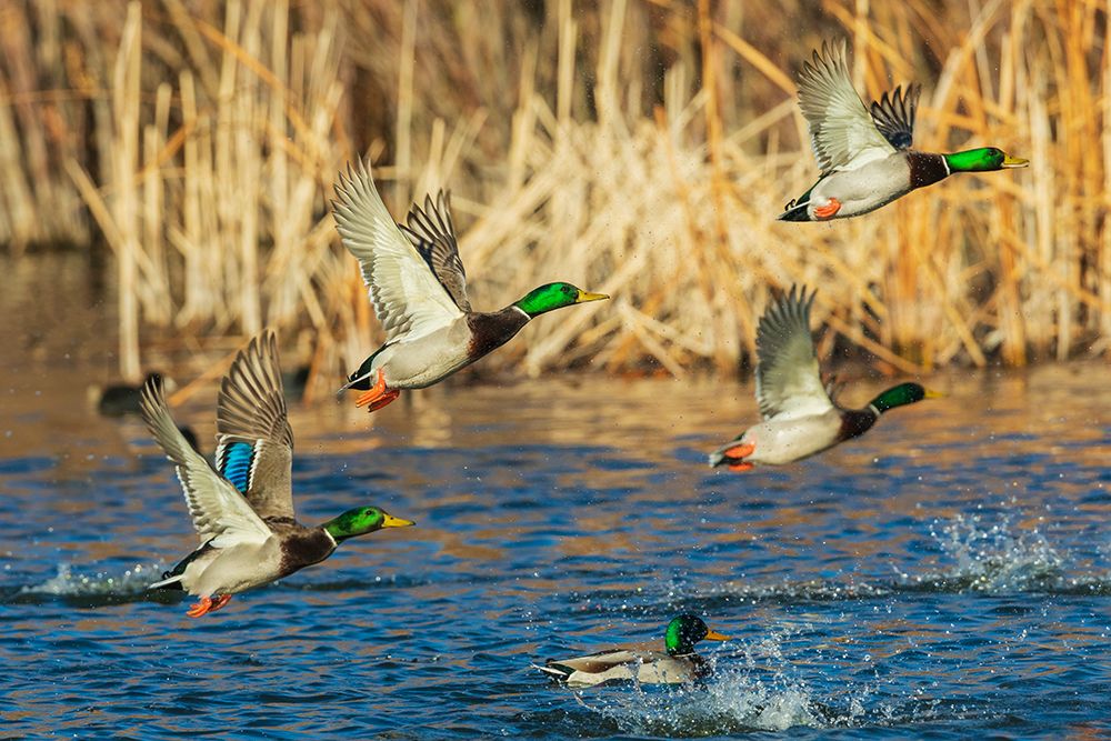 Mallard ducks taking flight in late autumn art print by Ken Archer for $57.95 CAD