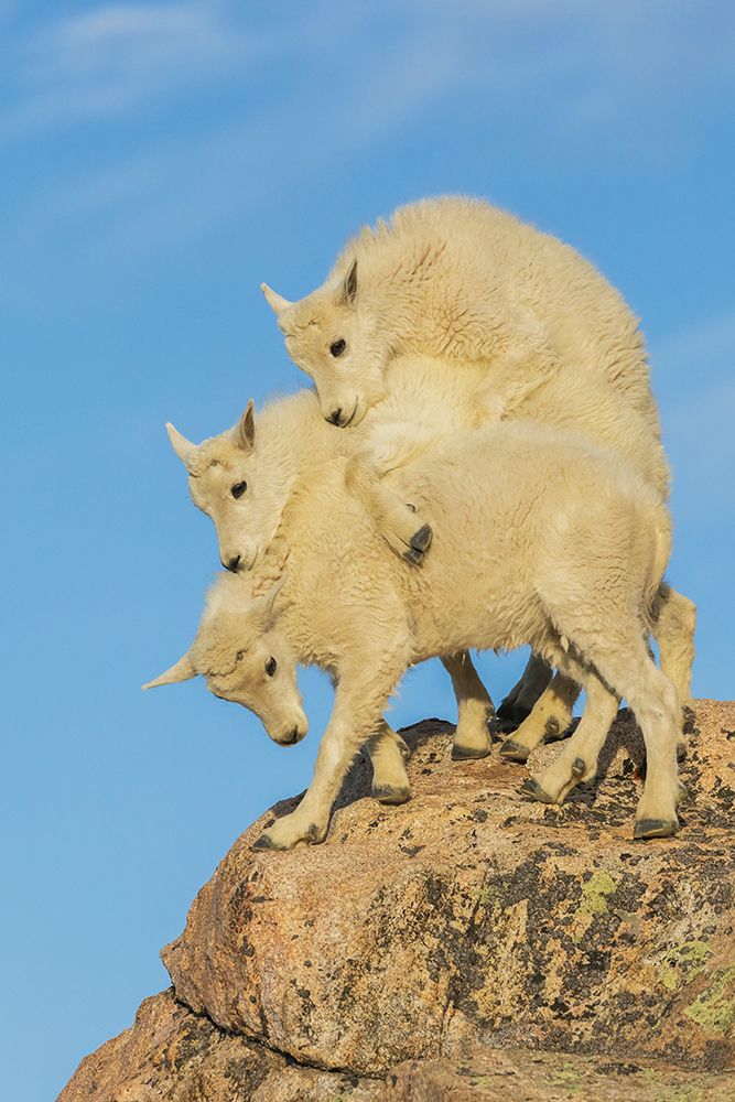 Mountain goat kids playing in the alpine country of Colorado art print by Ken Archer for $57.95 CAD