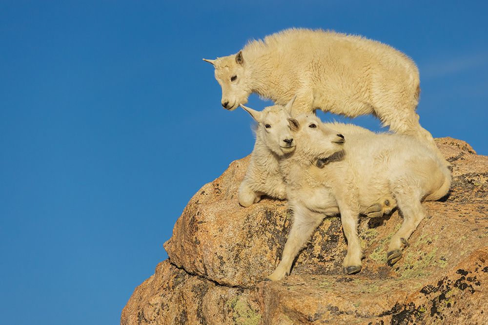 Mountain goat kids playing in the alpine country of Colorado art print by Ken Archer for $57.95 CAD