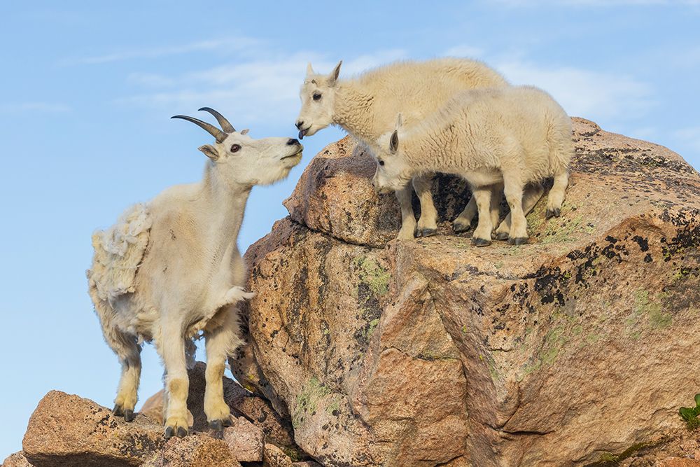 Mountain goat nanny greets her playful kids in the alpine country of Colorado art print by Ken Archer for $57.95 CAD