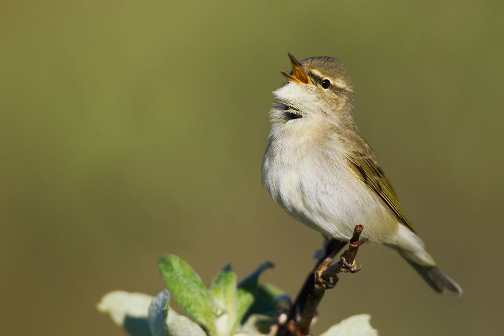 Arctic warbler, spring song on the arctic tundra of Northern Alaska art print by Ken Archer for $57.95 CAD