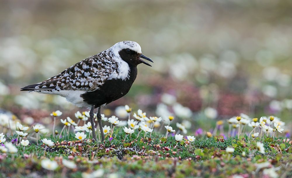 Black-bellied plover calling, at home on the arctic tundra of Alaska art print by Ken Archer for $57.95 CAD