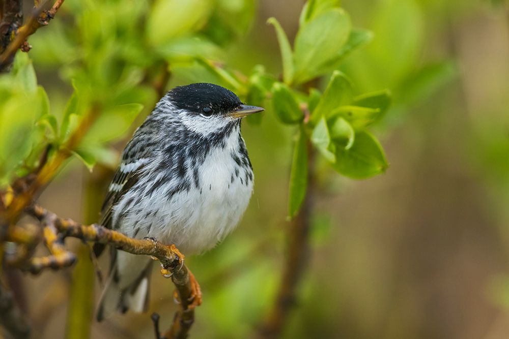 Blackpoll warbler shelters inside willow bush during a rain shower on the Seward Peninsula, Alaska art print by Ken Archer for $57.95 CAD