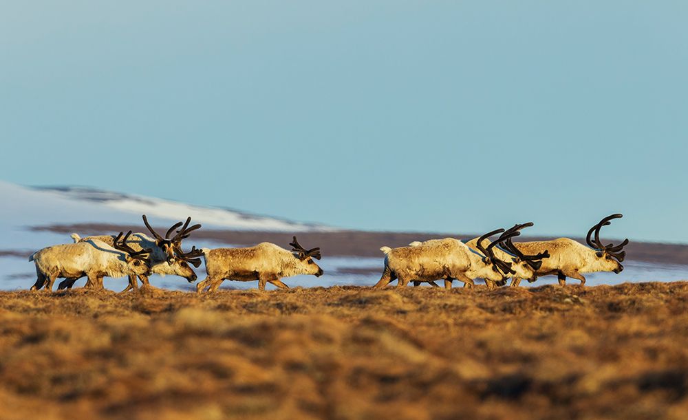 Caribou bulls migrating along the sub-artic tundra of the Bering Sea on the Seward Peninsula art print by Ken Archer for $57.95 CAD
