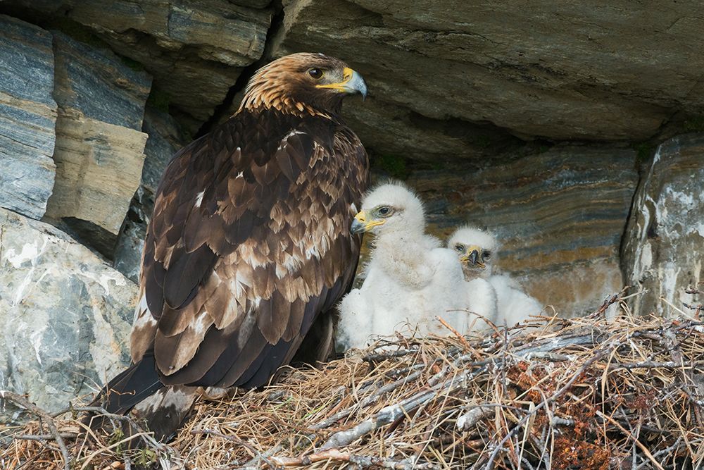 Golden eagle parent watches over young chicks in the nest, Alaska art print by Ken Archer for $57.95 CAD