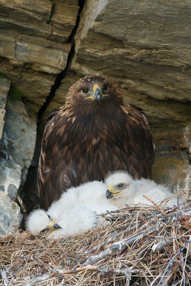 Golden eagle parent watches over young chicks in the nest, Alaska art print by Ken Archer for $57.95 CAD