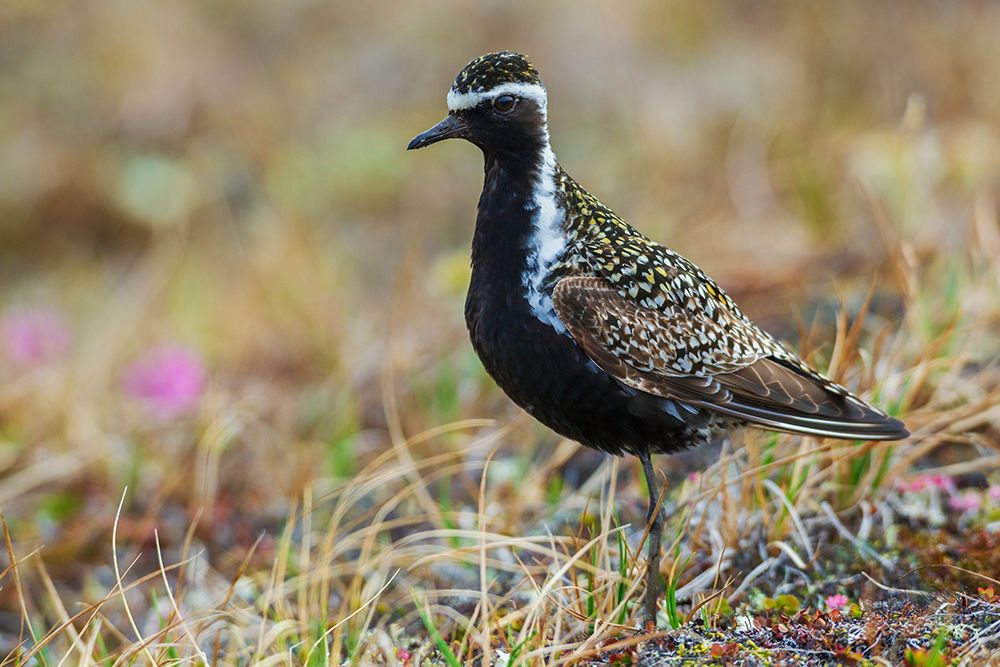 Pacific golden plover pause for a moment on the arctic tundra habitat of its summer home in Alaska art print by Ken Archer for $57.95 CAD