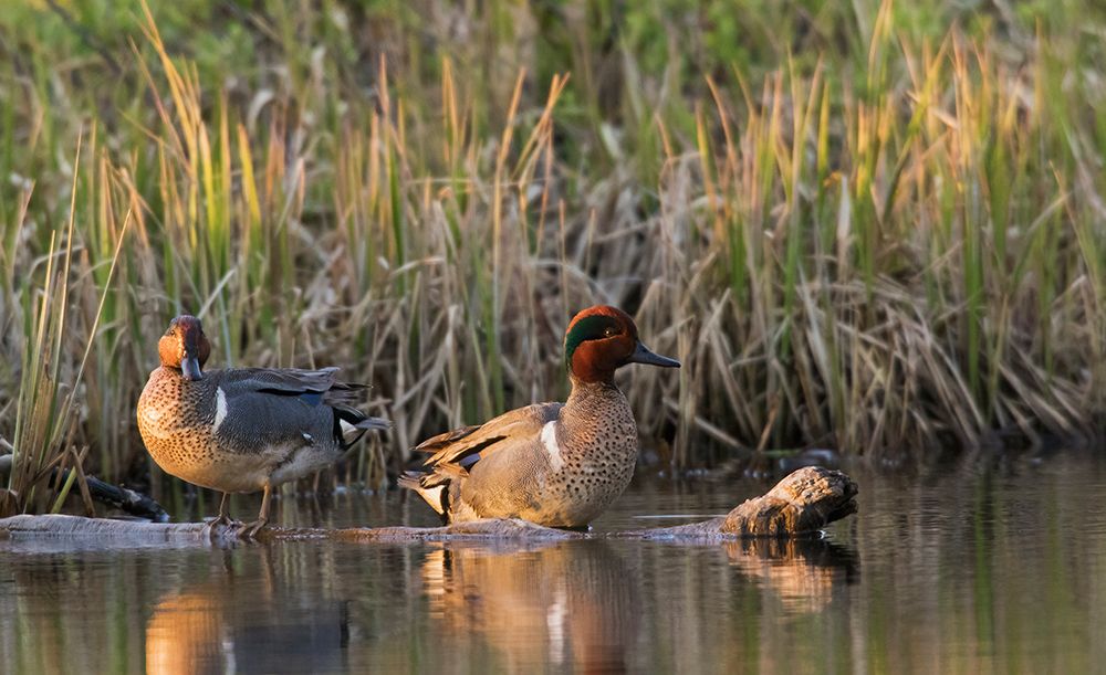 Green-winged teal drakes resting at the edge of arctic pond in Alaska art print by Ken Archer for $57.95 CAD