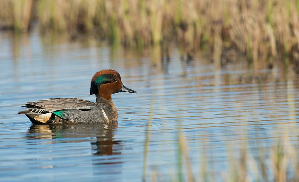 Green-winged teal drake floating on arctic pond in Alaska art print by Ken Archer for $57.95 CAD
