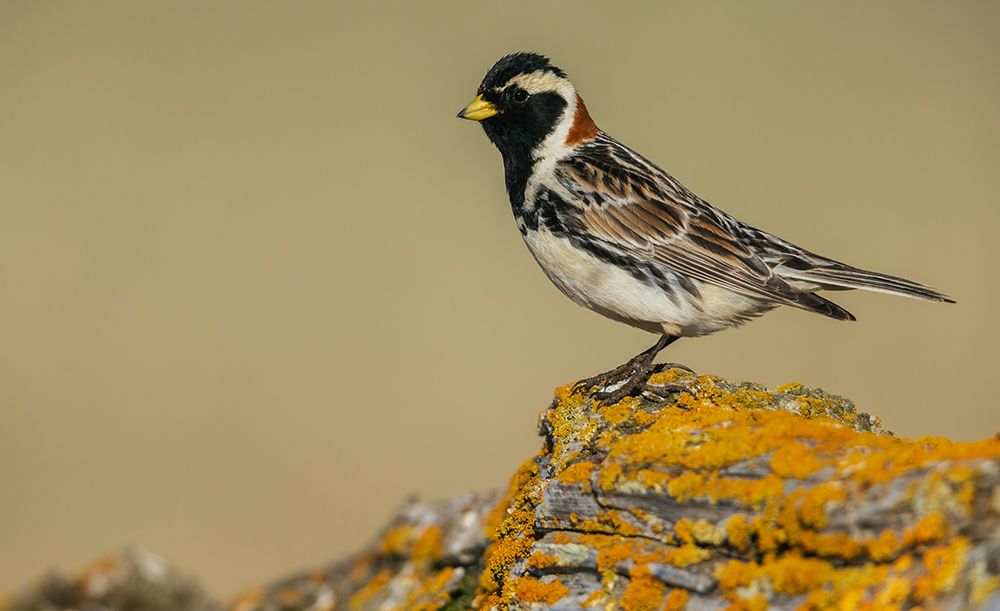 Lapland longspur in its summer home on the arctic tundra of the Seward Peninsula. Alaska art print by Ken Archer for $57.95 CAD