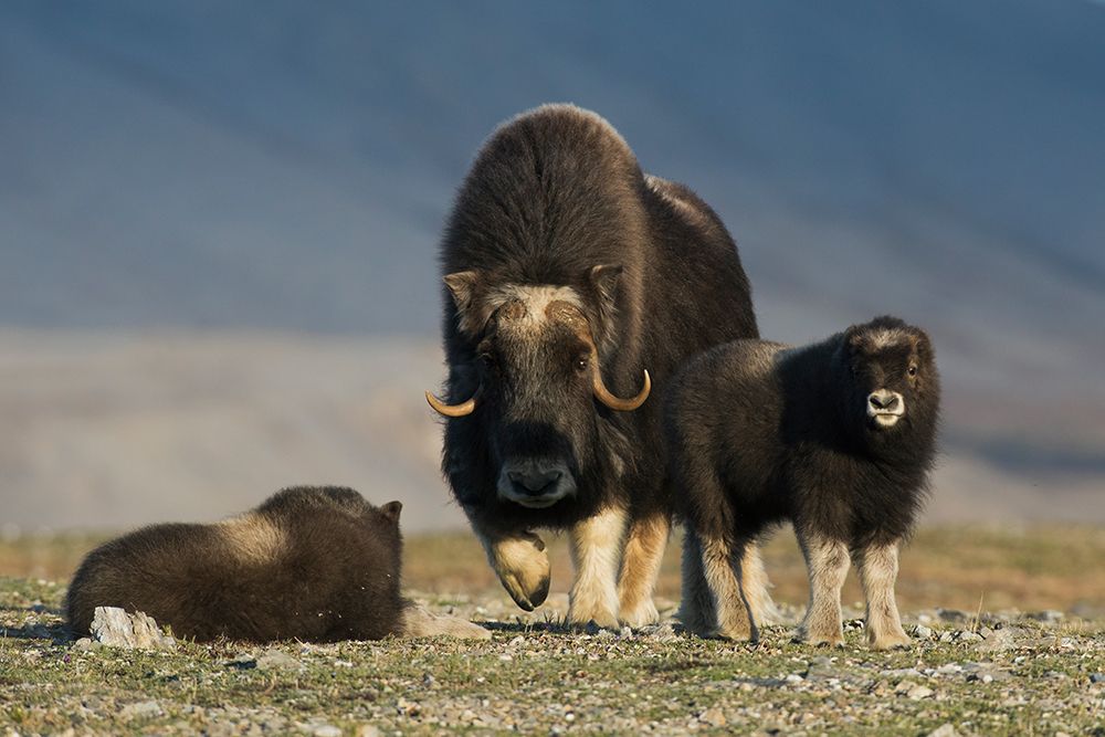 Protective musk ox parent, arctic tundra habitat around the Seward Peninsula, Alaska art print by Ken Archer for $57.95 CAD