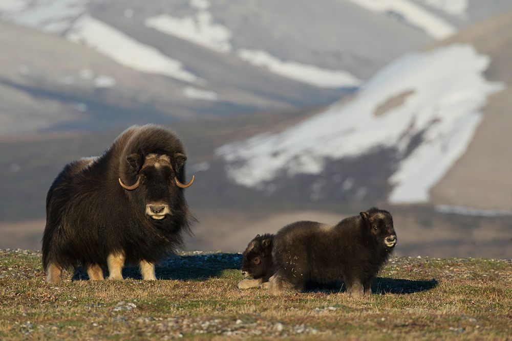 Protective musk ox parent, arctic tundra habitat around the Seward Peninsula, Alaska art print by Ken Archer for $57.95 CAD