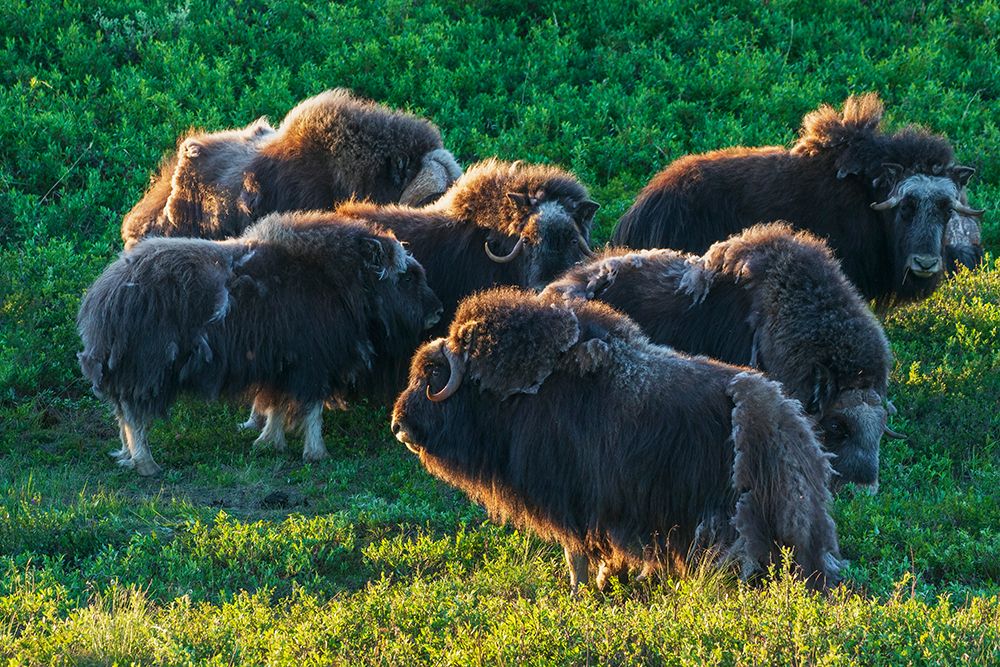 Musk ox herd, early morning light on the arctic tundra, Seward Peninsula, Alaska art print by Ken Archer for $57.95 CAD