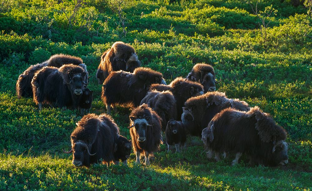 Musk ox herd, early morning light on the arctic tundra, Seward Peninsula, Alaska art print by Ken Archer for $57.95 CAD