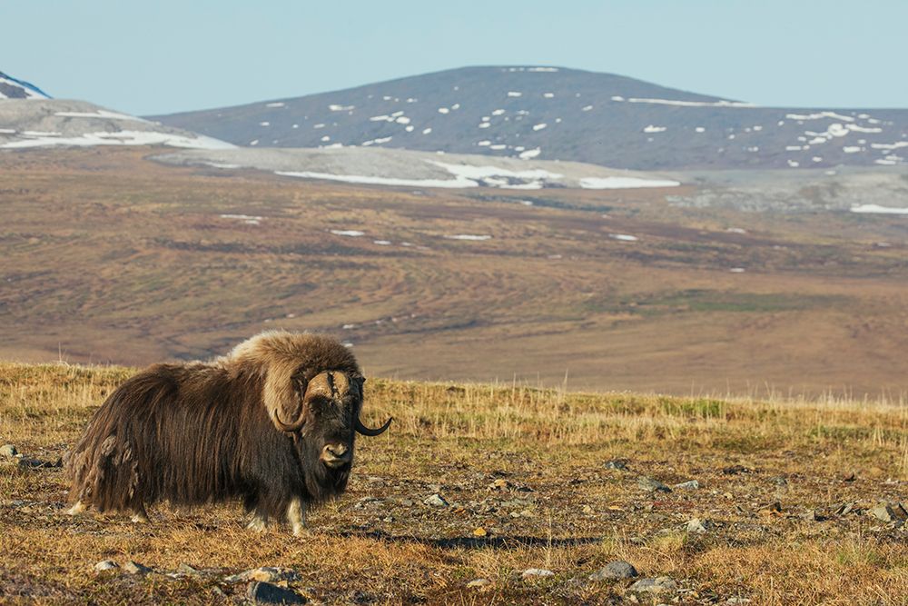 Lone musk ox bull on the arctic tundra of the Seward Peninsula, Alaska art print by Ken Archer for $57.95 CAD