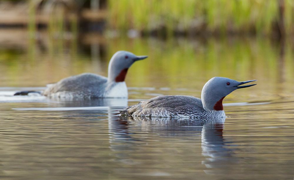 Red-throated loon pair at home in a tundra pond of the arctic habitat of Alaska art print by Ken Archer for $57.95 CAD