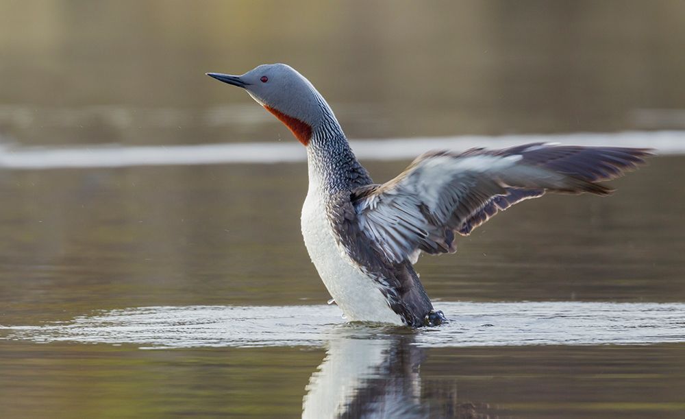Red-throated loon stretches its wings at home in a tundra pond of Alaska art print by Ken Archer for $57.95 CAD