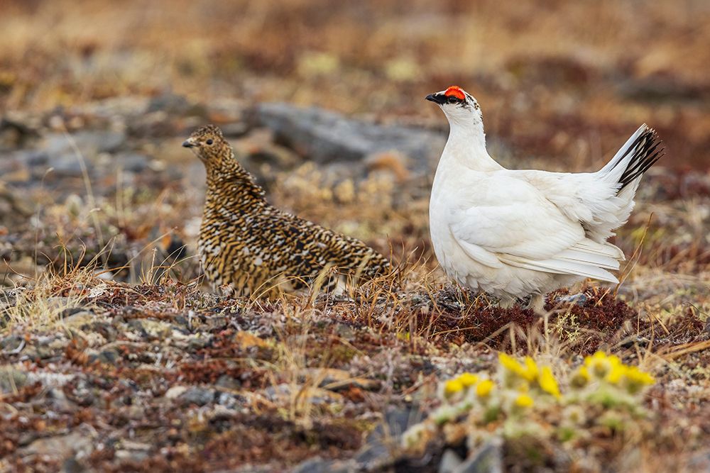 Rock ptarmigan pair, male courting hen on the arctic tundra art print by Ken Archer for $57.95 CAD
