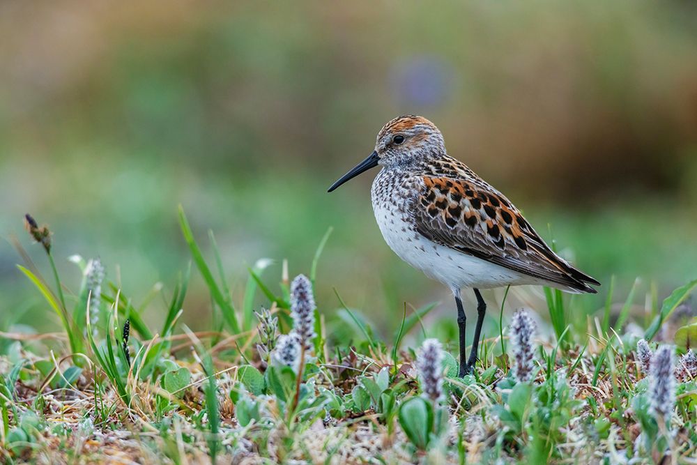 Western sandpiper at home in the arctic tundra habitat of the Seward Peninsula, Alaska art print by Ken Archer for $57.95 CAD