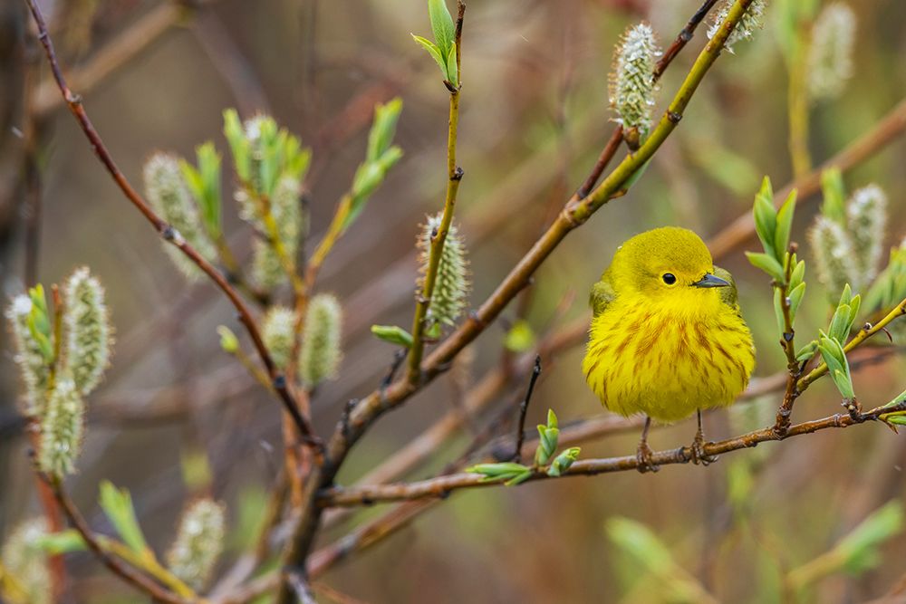 Yellow warbler pausing in the shelter of a willow bush, Alaska art print by Ken Archer for $57.95 CAD