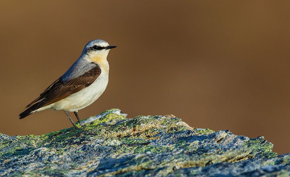 Northern wheatear at home in the arctic tundra habitat of the Seward Peninsula, Alaska art print by Ken Archer for $57.95 CAD