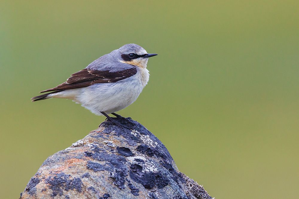 Northern wheatear at home in the arctic tundra habitat of the Seward Peninsula, Alaska art print by Ken Archer for $57.95 CAD
