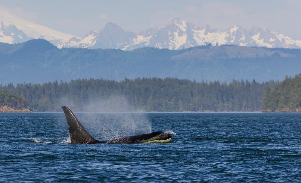Orca whale surfacing in front of the Cascade Mountain Range, Washington State art print by Ken Archer for $57.95 CAD