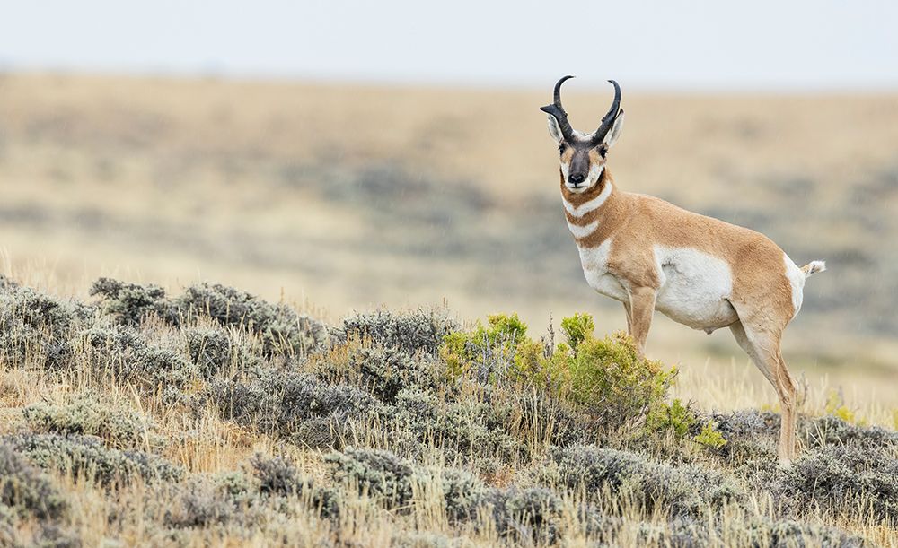 Pronghorn buck courting a pair of unseen young does in North Park, Colorado art print by Ken Archer for $57.95 CAD
