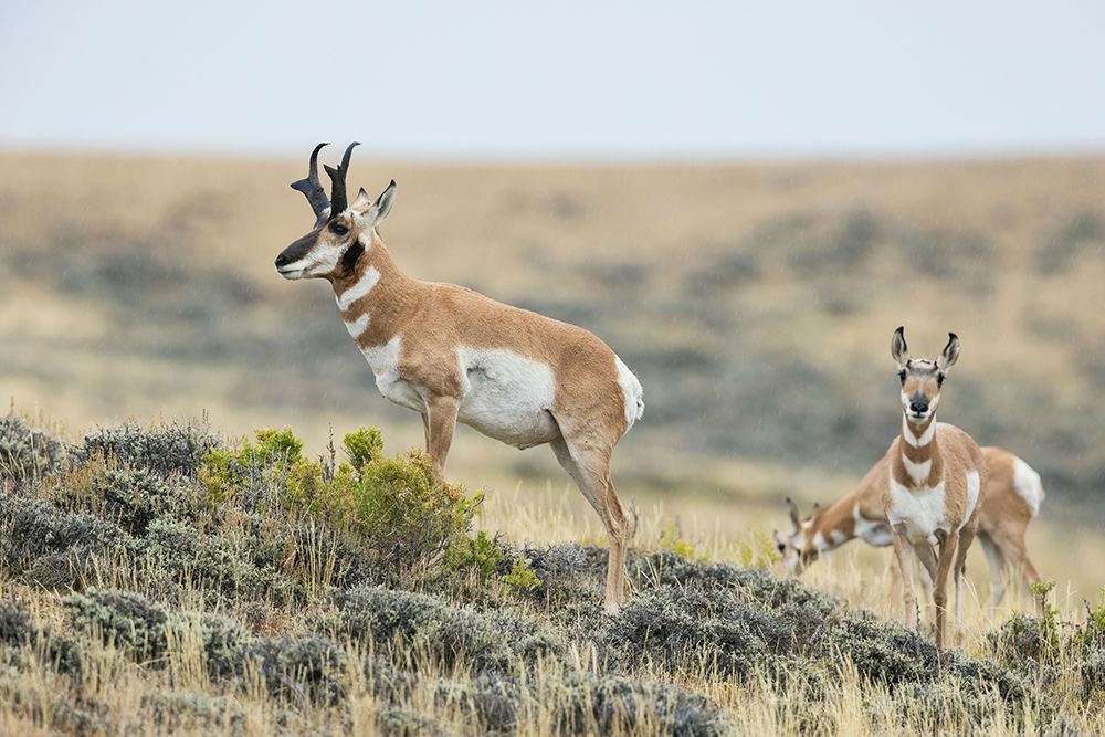 Pronghorn buck courting a pair of young does in North Park, Colorado art print by Ken Archer for $57.95 CAD