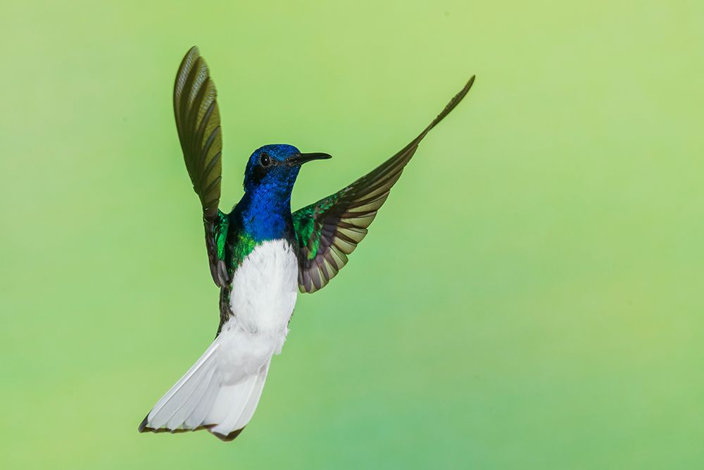 White-necked Jacobin flying, Northern Peru art print by Ken Archer for $57.95 CAD