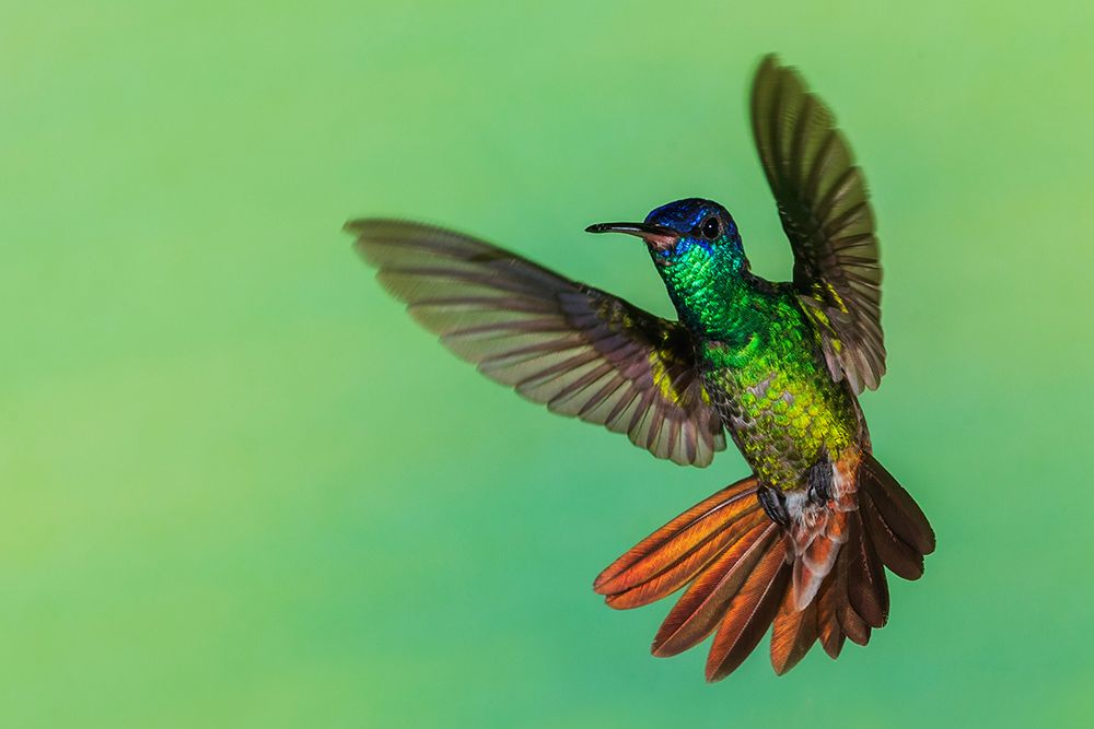 Golden-tailed sapphire, defensive flight in Northern Peru art print by Ken Archer for $57.95 CAD