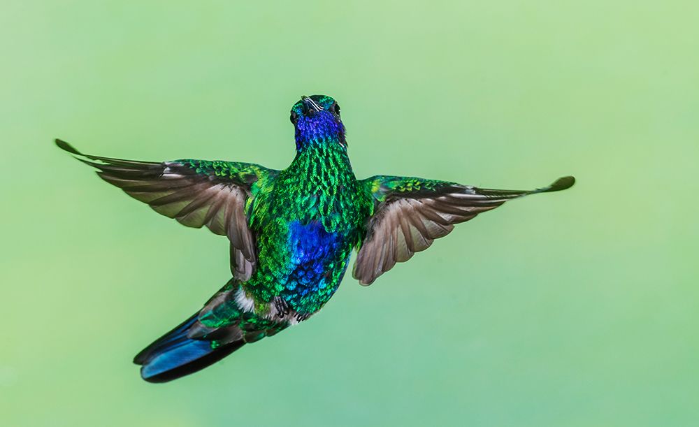 Sparkling violetear hummingbird flying, Northern Peru art print by Ken Archer for $57.95 CAD