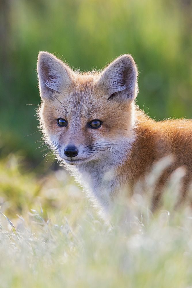 Red fox kit portrait in backlight, Washington State art print by Ken Archer for $57.95 CAD