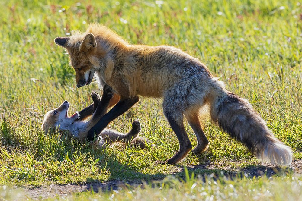 Red fox vixen playing with one of her kits, Washington State art print by Ken Archer for $57.95 CAD